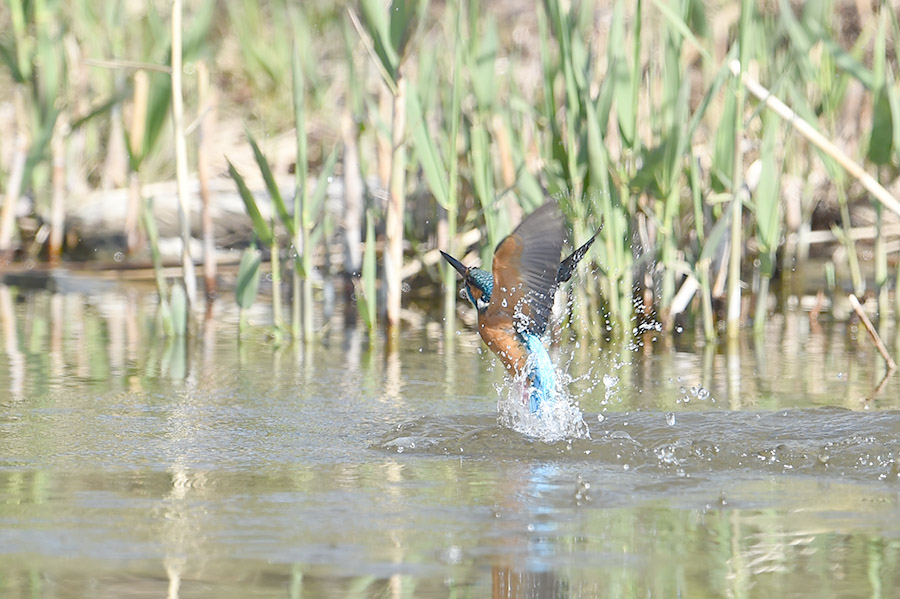 150402 公園の水物など_c0278820_1875853.jpg