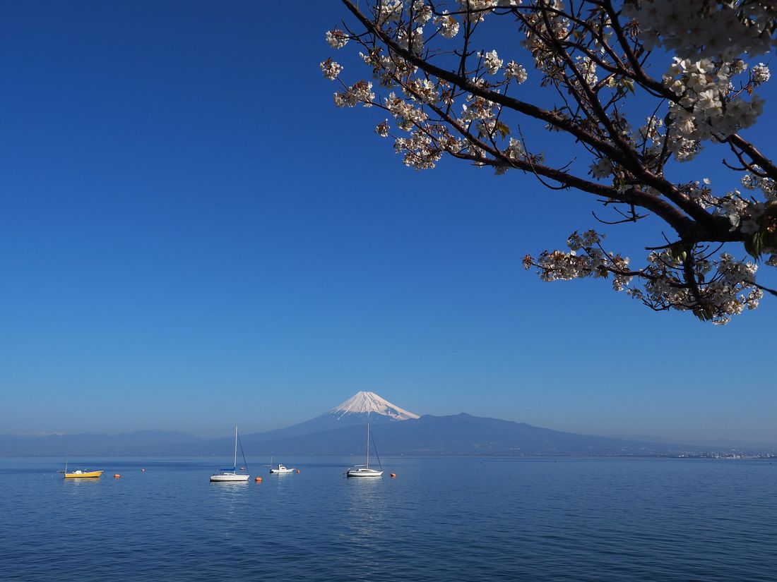 富士山絶景を桜絡みで・・・西伊豆からの帰り_a0031821_209216.jpg