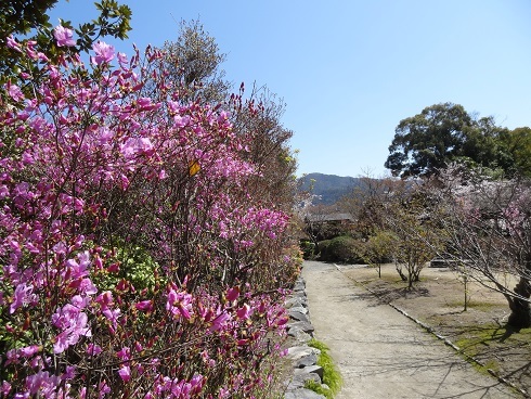 勧修寺　　２０１５・４・３_f0000521_21181795.jpg