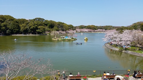 明石公園の桜_f0292222_21233060.jpg