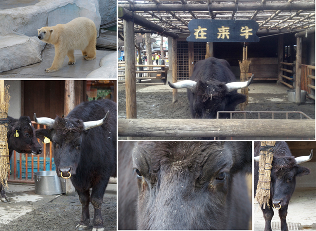 「動物園・水族園体験記」の最優秀賞&優秀賞が決まりました!_f0357923_17292667.jpg