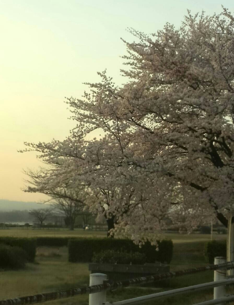 桜、、、♪_b0251624_10022449.jpg