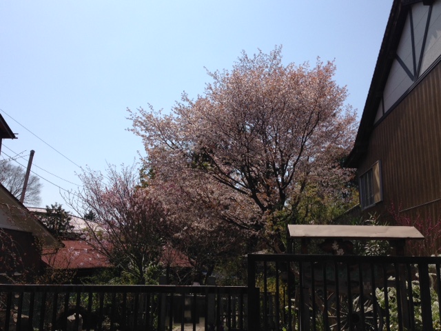 吉野山の桜　咲き始めてきました！_e0154524_145857.jpg