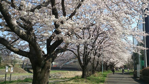 雪と桜_d0163527_18382262.jpg