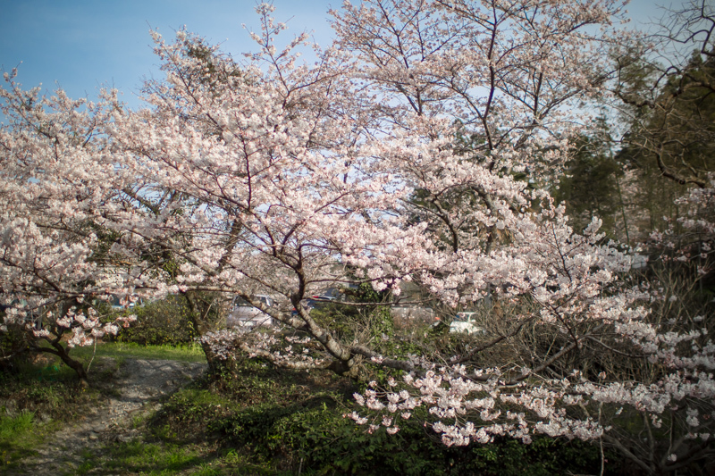 概ね咲いた模様_c0195828_00513780.jpg