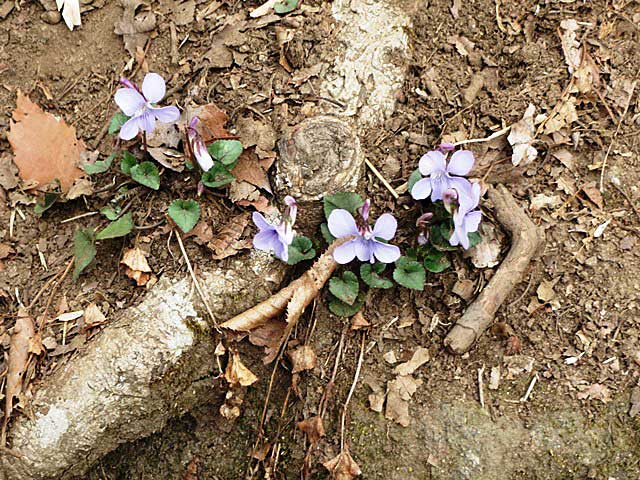 笠間　吾国山　カタクリの群生に感動！_d0000031_9532063.jpg