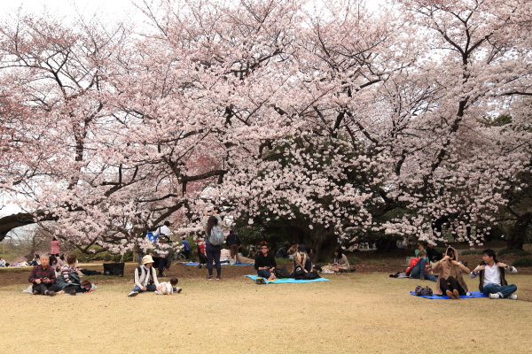 春爛漫・桜便り（新宿御苑）その３_f0229832_16424591.jpg