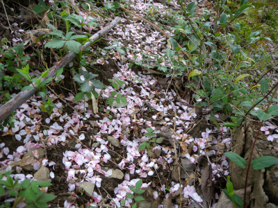 白石山の山桜大木＆「十年一剣を磨く」を知り得たこと！_e0272335_16392756.jpg