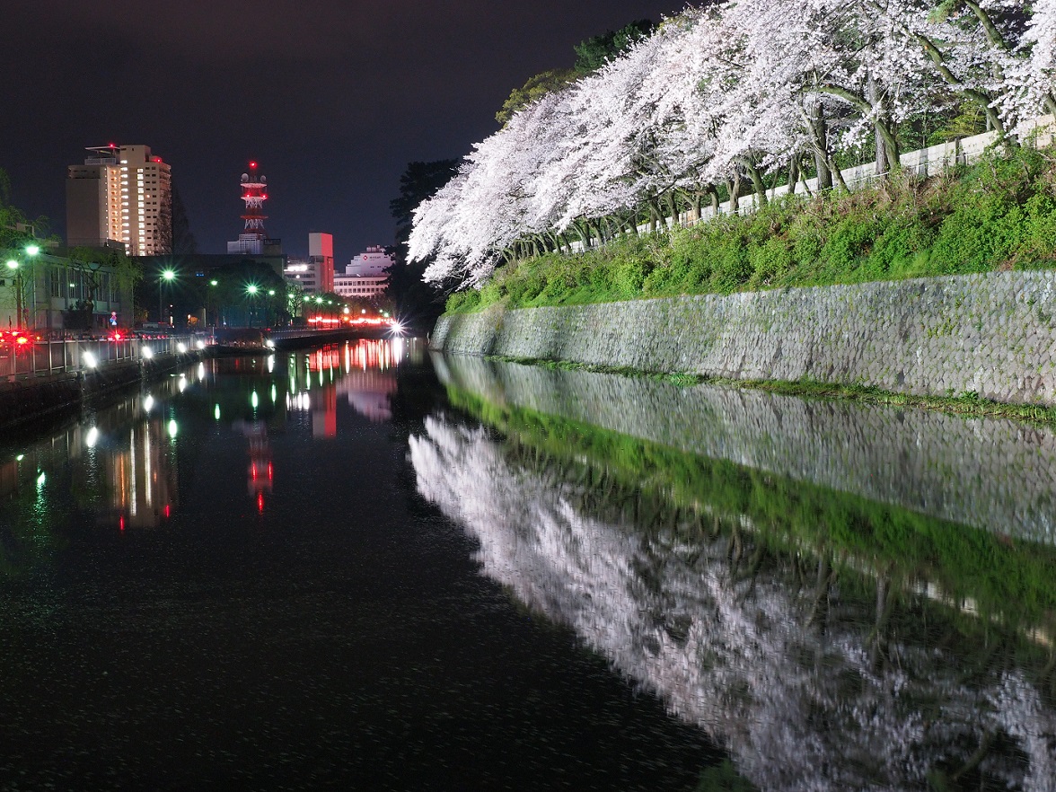 桜ライトアップ 駿府公園 Natural Colors 桜ライトアップ 駿府公園 Natural Colors