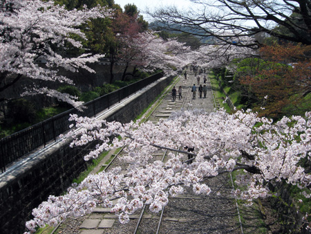 日本の桜7 京都南禅寺_f0234936_728119.jpg