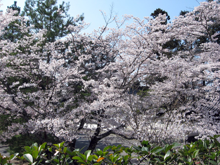 日本の桜7 京都南禅寺_f0234936_7305450.jpg