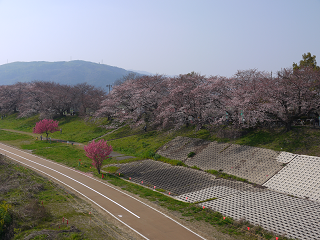 伏見桃山城と背割堤でお花見_e0114137_15431819.png