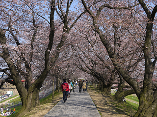 伏見桃山城と背割堤でお花見_e0114137_15452084.png