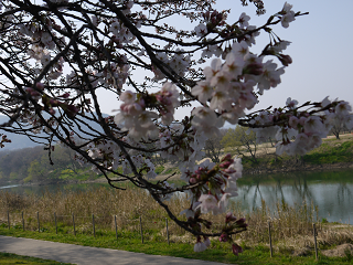 伏見桃山城と背割堤でお花見_e0114137_15511990.png