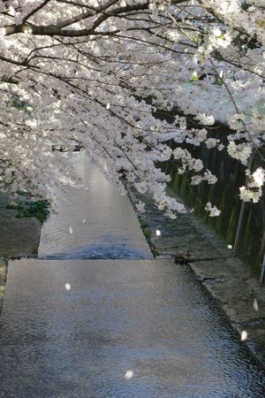 c0148238_813960.jpg