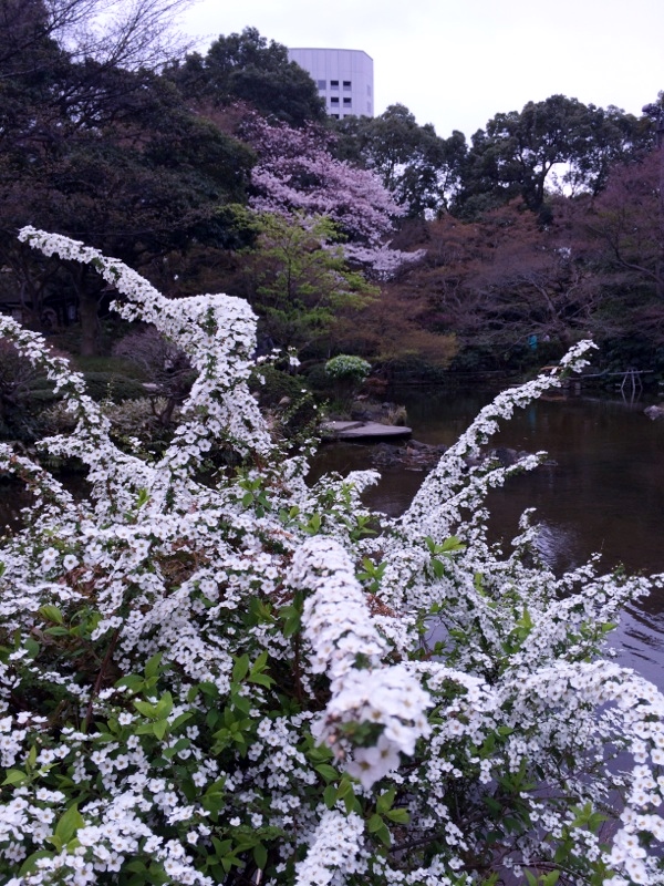 2015年の桜_c0155539_2332138.jpg