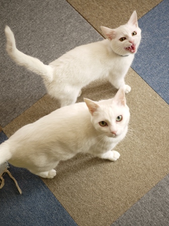 猫のお留守番 ゆきちゃんゆめくんあられくん編。_a0143140_22371240.jpg