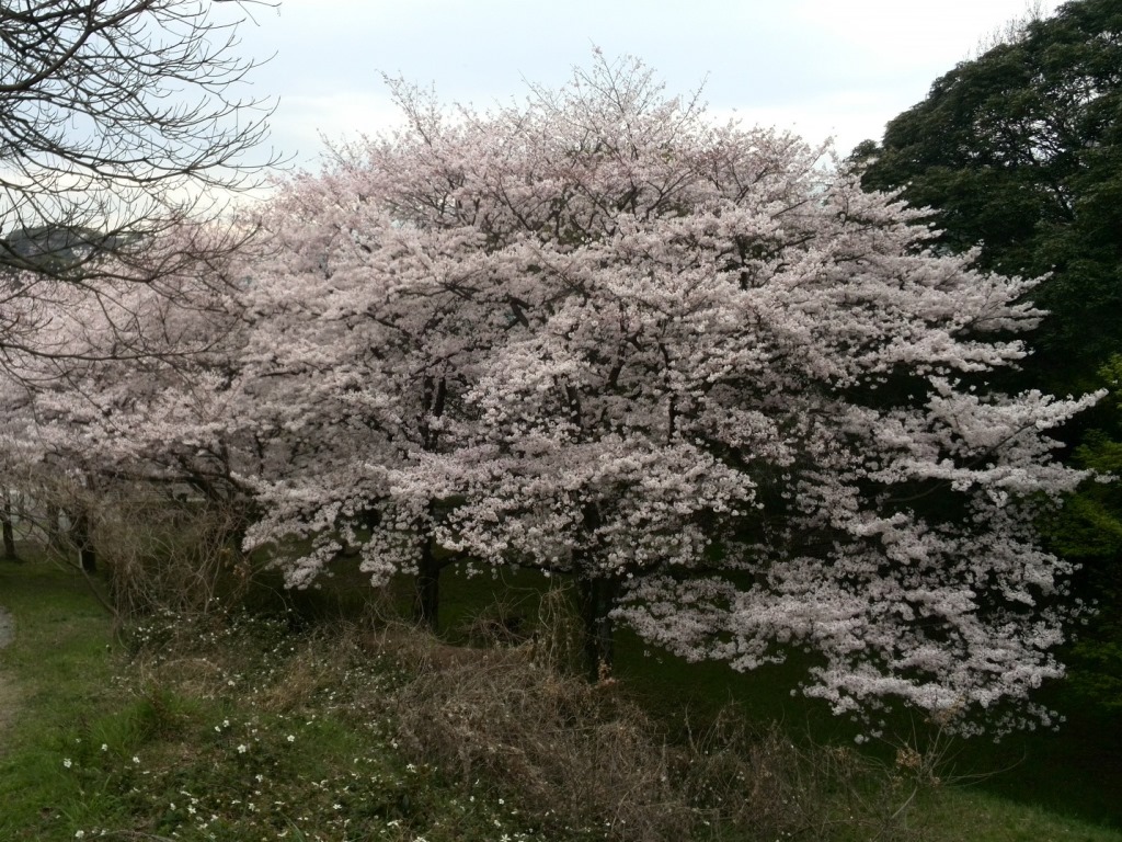 席田会館の桜_b0024740_23462876.jpg