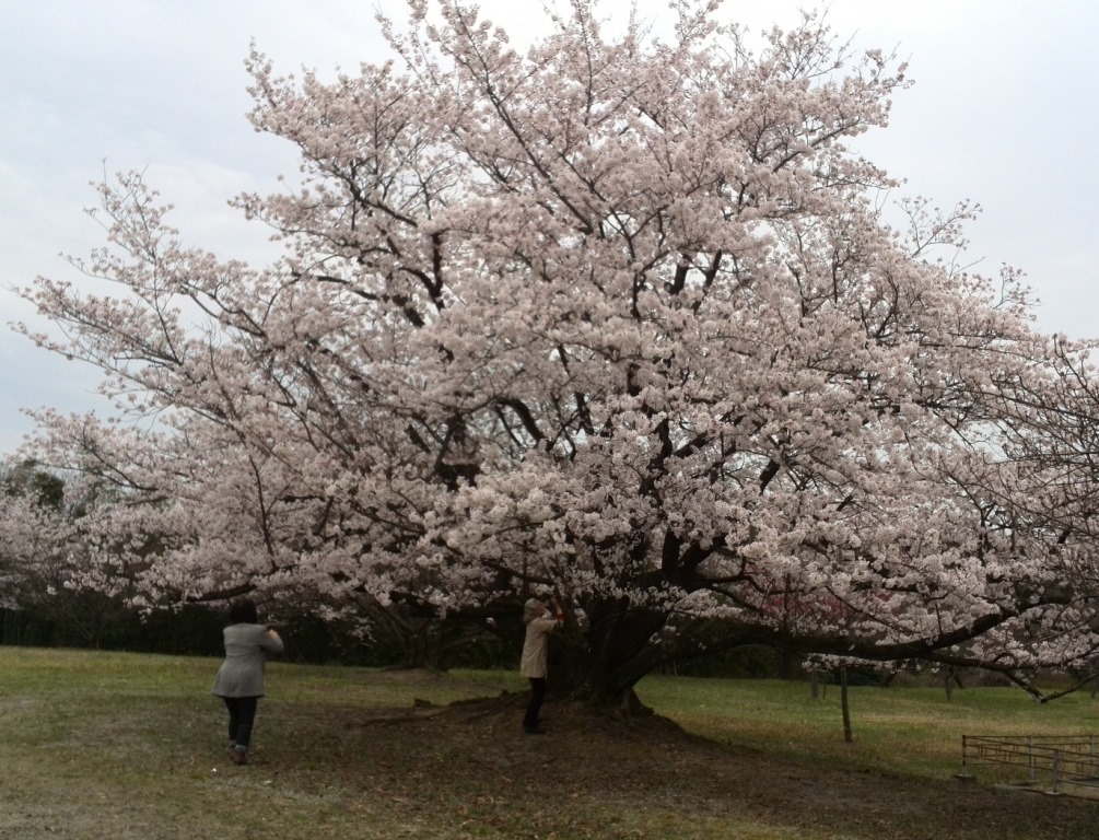 席田会館の桜_b0024740_23467100.jpg