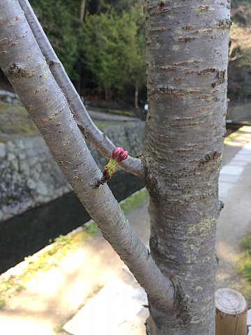 哲学の道　桜満開_e0163440_9114816.png