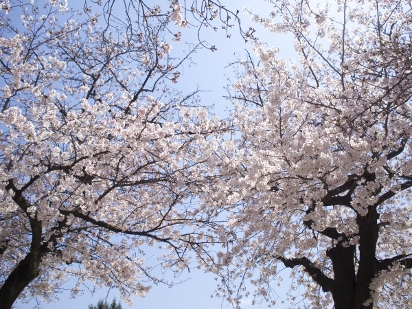 またもや今年も近所の八つ松公園の桜_f0135940_18453447.jpg