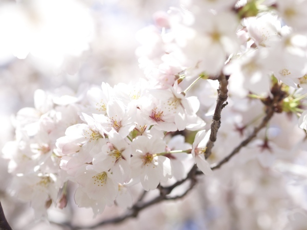 またもや今年も近所の八つ松公園の桜_f0135940_18462223.jpg