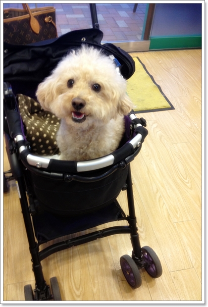 膝蓋骨脱臼の手術後 その6 抜糸して 毛が少し映えてきたの My Toypoodle 膝蓋骨脱臼の手術後 その6 抜糸して 毛が少し映えてきたの My Toypoodle