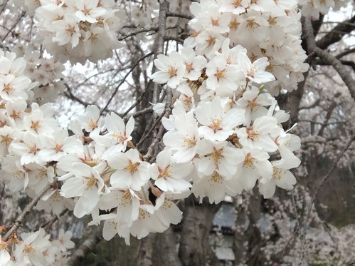 長瀞桜満開です_e0224842_12131554.jpg