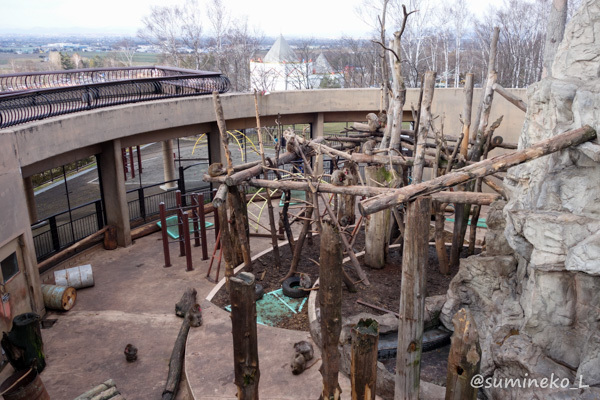 2014/11/23 旭山動物園１０ 旭山のサル達_b0330044_19502874.jpg