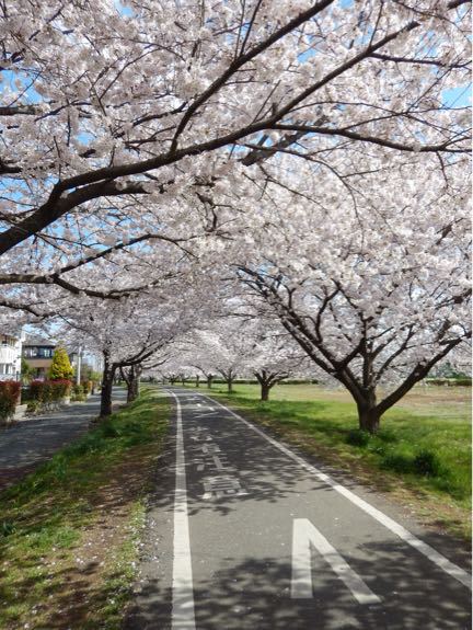 還ってきたかわいいあんちくしょう！(4月2日の朝練)_b0136045_10233091.jpg