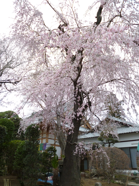 歓喜山専称院実相寺　本庄市_b0307545_16284222.jpg