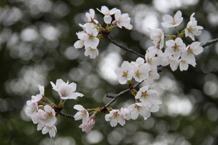 SAKURA_f0281446_22145027.jpg