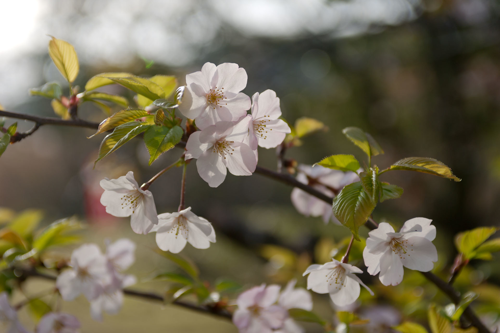 ★桜　宮地嶽神社２　2015.03.30_b0023047_04155050.jpg