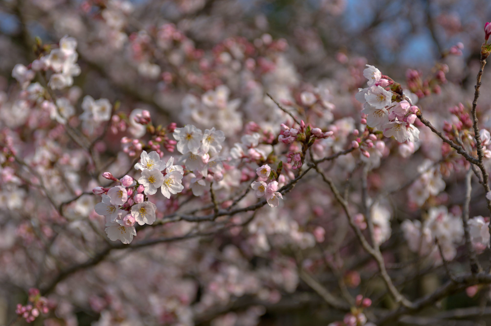 ★桜　宮地嶽神社２　2015.03.30_b0023047_04155567.jpg