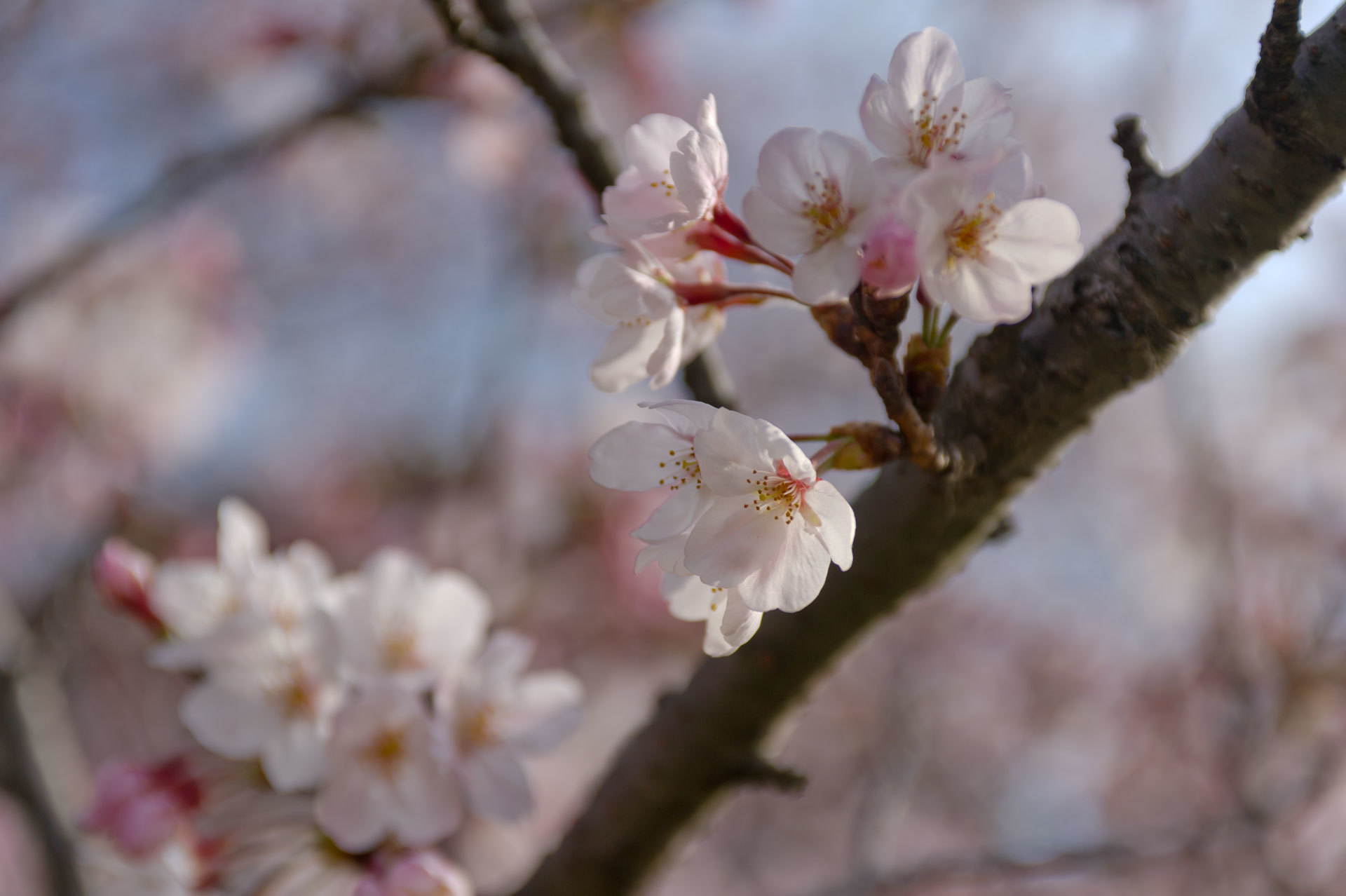 ★桜　宮地嶽神社２　2015.03.30_b0023047_04160079.jpg