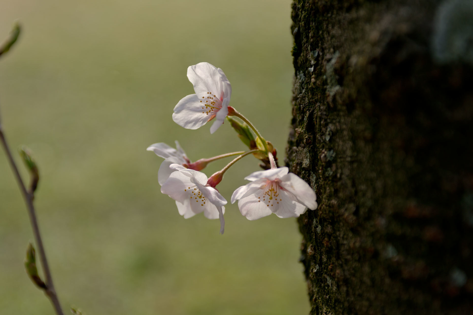 ★桜　宮地嶽神社２　2015.03.30_b0023047_04161139.jpg