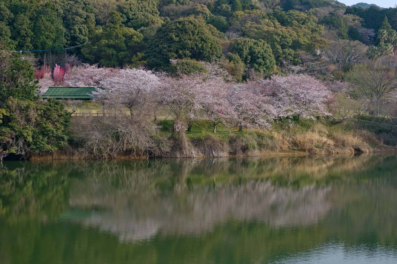 ★桜　宮地嶽神社２　2015.03.30_b0023047_04162264.jpg