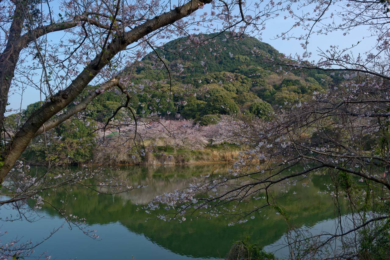 ★桜　宮地嶽神社２　2015.03.30_b0023047_04163483.jpg