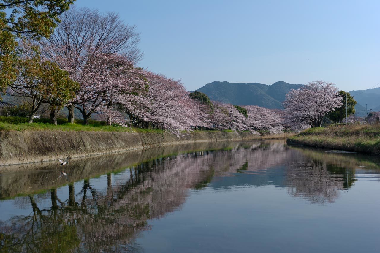 ★猪野川の桜１　2015.03.30　福岡県糟屋郡久山町山田_b0023047_04475973.jpg