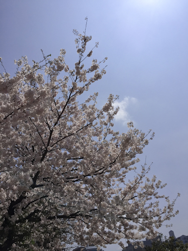 明日には　雨で散りゆく　桜かな_b0158551_23550427.jpg