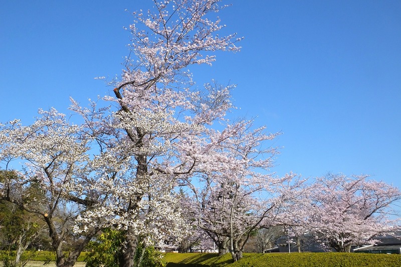 桜三昧の朝散歩_b0236251_14152271.jpg