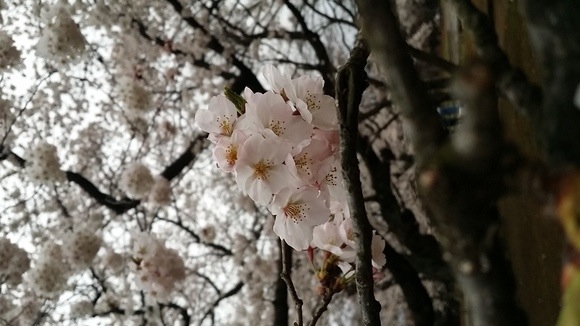 桜_f0188652_17125113.jpg