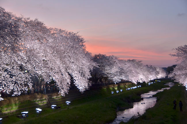 一夜限りの夜桜ライトアップ　2015_a0306253_22472916.jpg