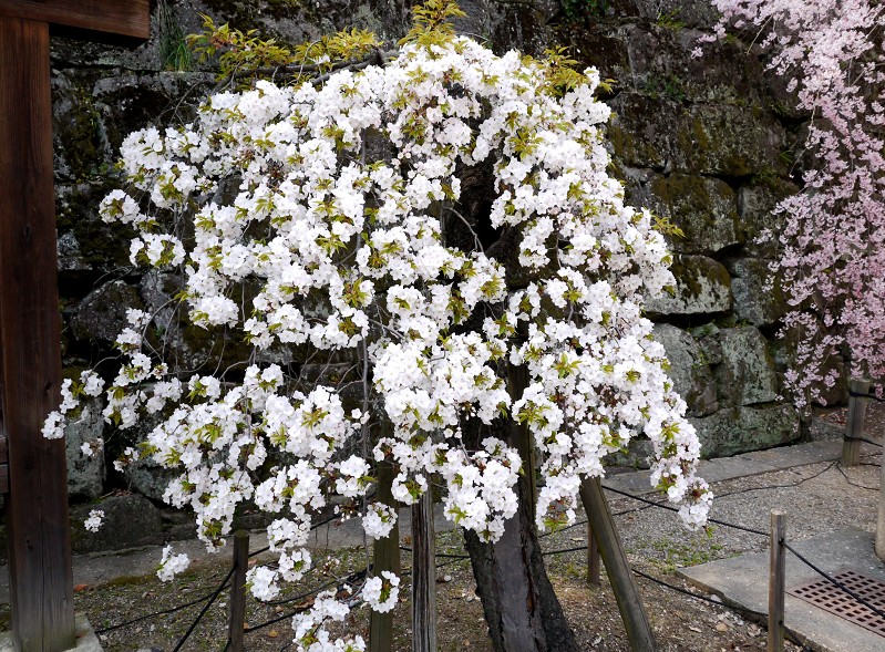 　　和歌山便り_b0093754_18105250.jpg