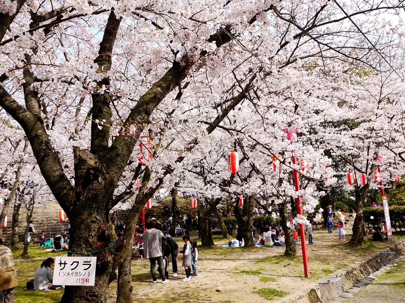 　　和歌山便り_b0093754_1813078.jpg
