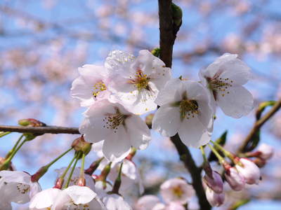 今年も桜咲く!!「カラーミーショップ大賞2015」1次審査を通過しました!!_a0254656_1944268.jpg