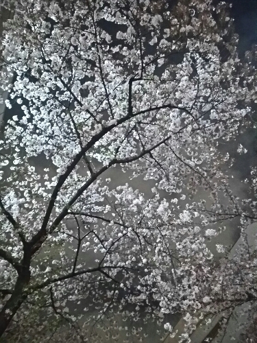 夜桜＠上野駅前 2015年4月_e0047657_22283460.jpg