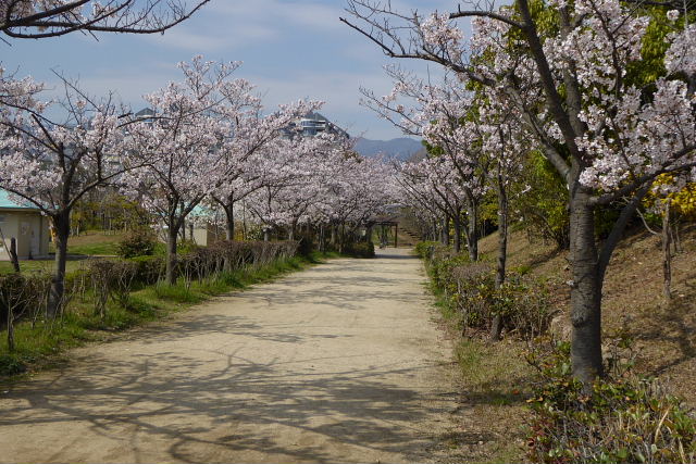 東の桜並木、六甲アイランド小学校の桜、小磯美術館西公園の桜_a0030958_23254853.jpg