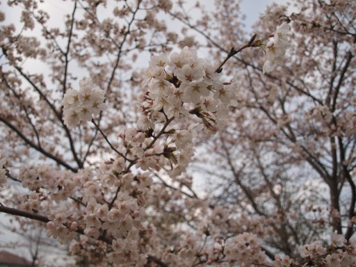 桜❀_d0111558_2393244.jpg