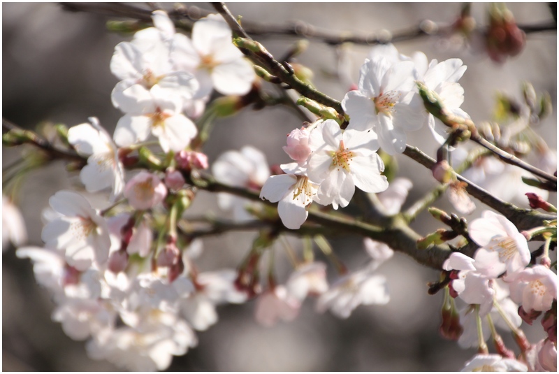 家山の桜トンネルとSL♪_a0167759_23474380.jpg